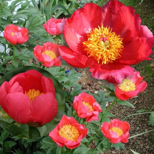 Paeonia lactiflora 'Flame' - Valgeõieline pojeng 'Flame' C7/7L